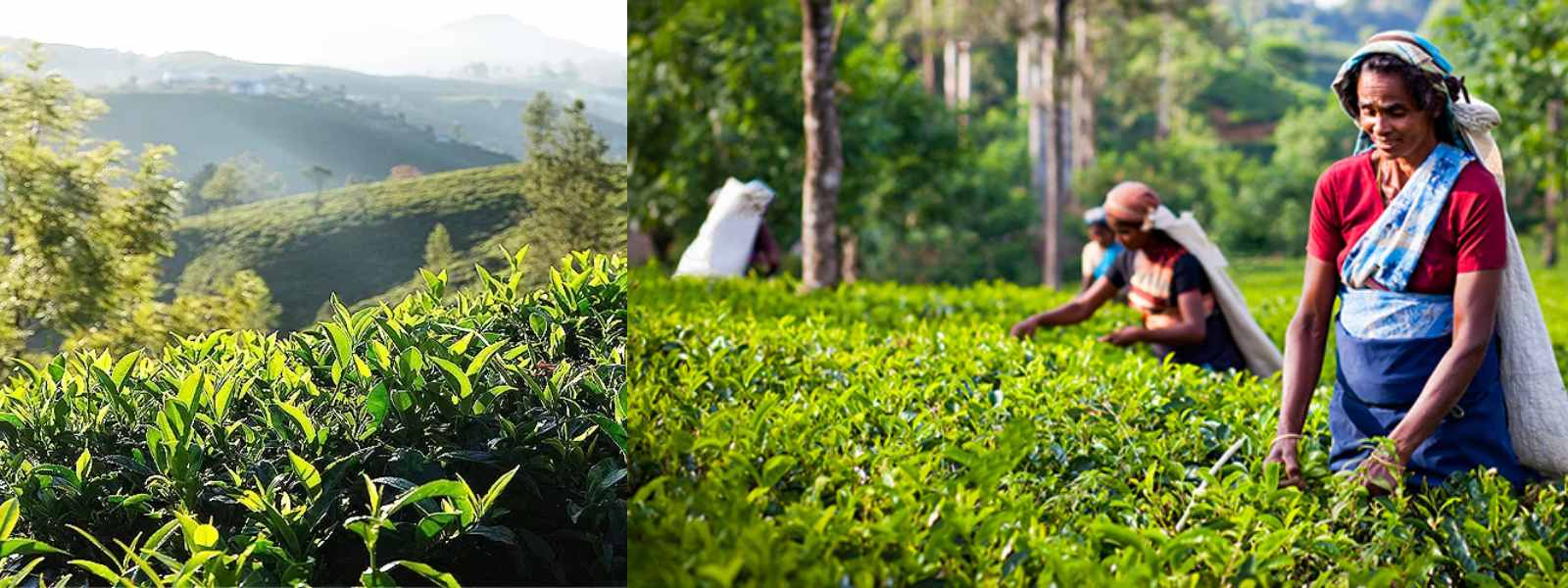 වසරේ මුල් මාස 10 තුළ වැඩිම තේ ප්‍රමාණයක් ඉරාකයට